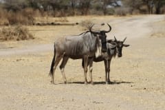 IMG_8950