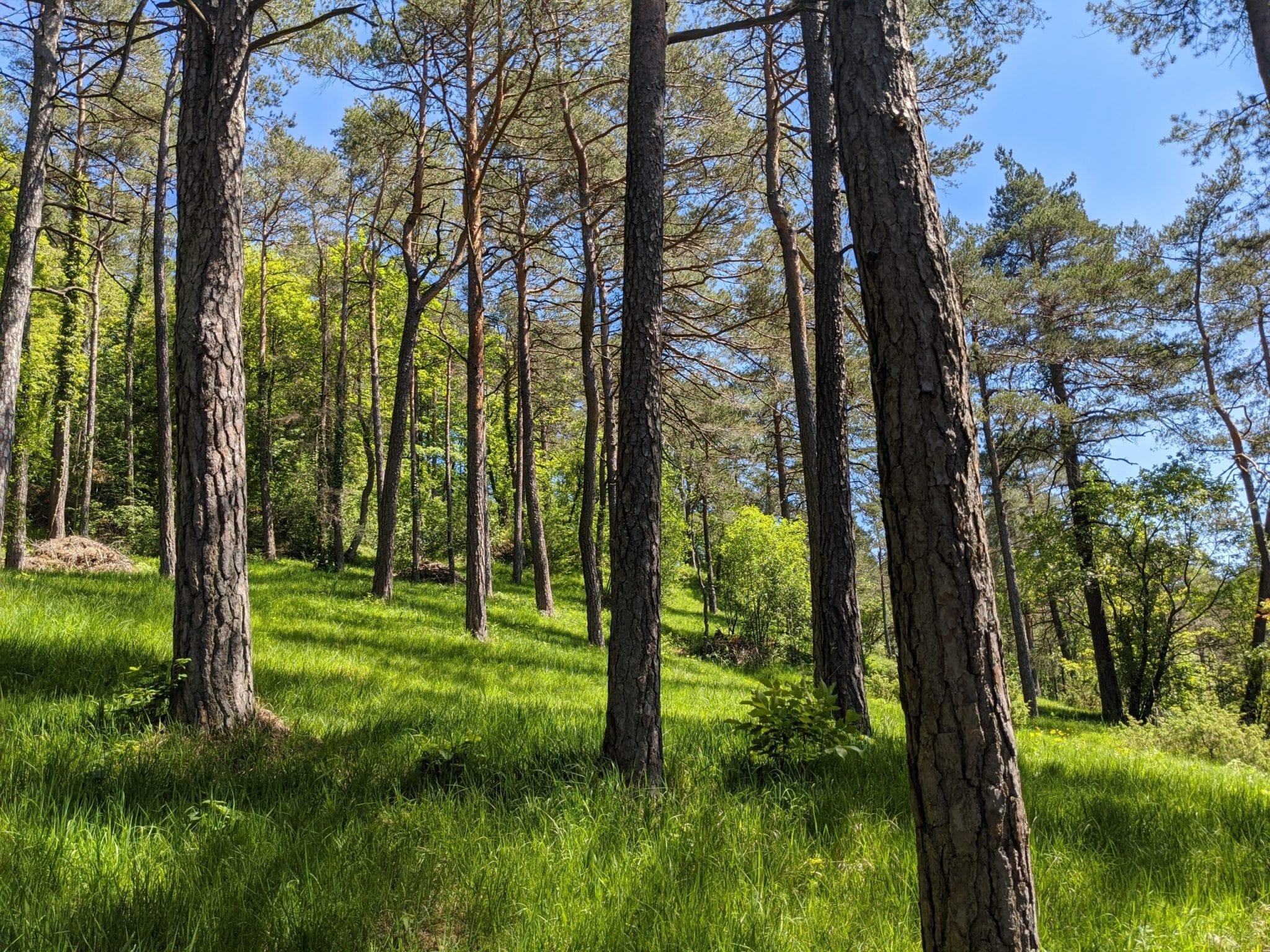Römerweg Rundwanderung